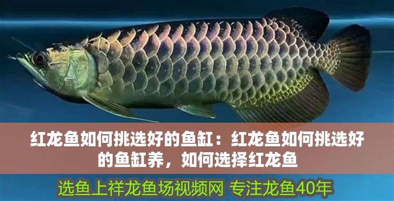 紅龍魚如何挑選好的魚缸：紅龍魚如何挑選好的魚缸養，如何選擇紅龍魚