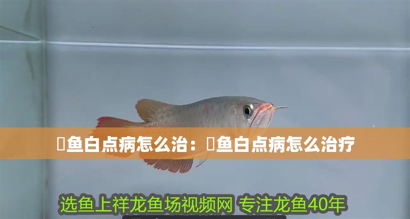 魟魚白點病怎么治：魟魚白點病怎么治療