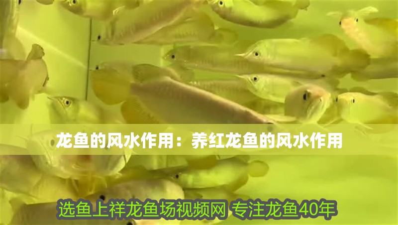 龍魚的風水作用：養紅龍魚的風水作用