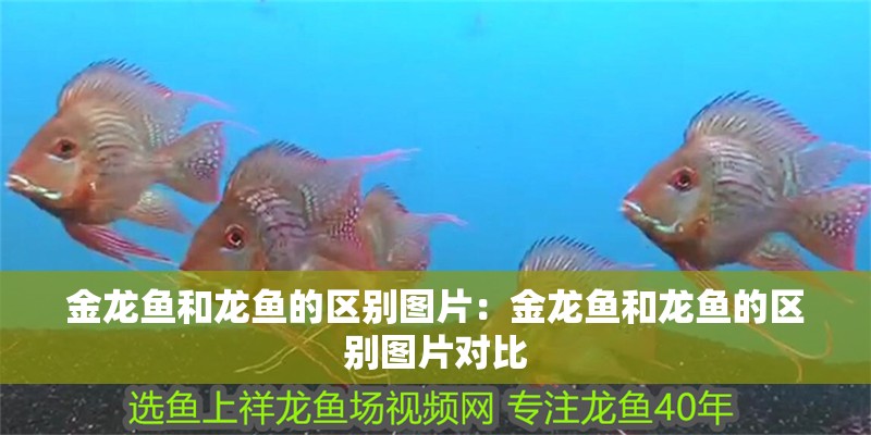 金龍魚和龍魚的區別圖片：金龍魚和龍魚的區別圖片對比 金龍魚和龍魚的區別圖片：金龍魚和龍魚的區別圖片對比 水族問答