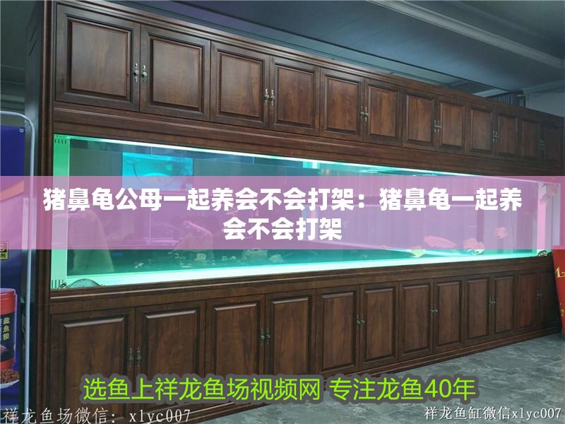 豬鼻龜公母一起養(yǎng)會(huì)不會(huì)打架：豬鼻龜一起養(yǎng)會(huì)不會(huì)打架