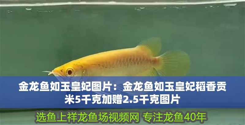 金龍魚如玉皇妃圖片：金龍魚如玉皇妃稻香貢米5千克加贈2.5千克圖片