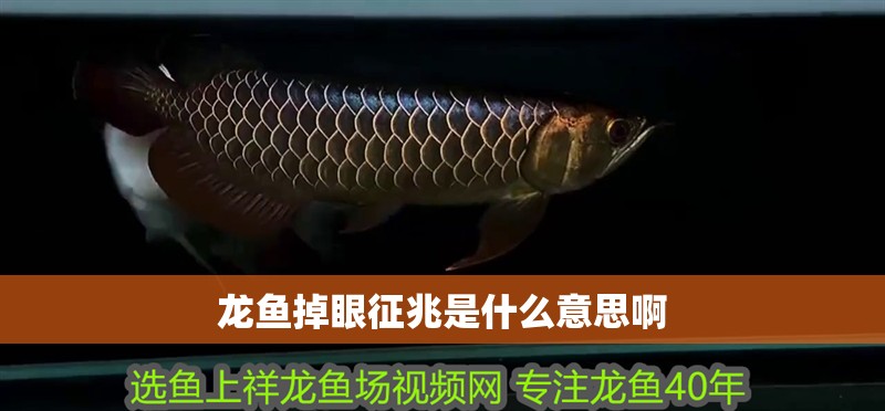 龍魚掉眼征兆是什么意思啊