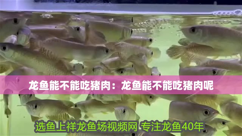 龍魚能不能吃豬肉：龍魚能不能吃豬肉呢