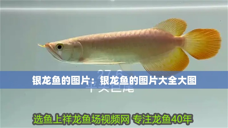 銀龍魚(yú)的圖片：銀龍魚(yú)的圖片大全大圖
