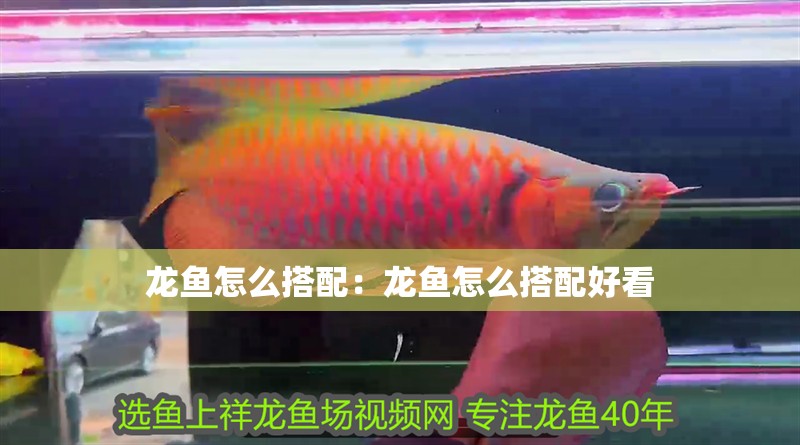 龍魚怎么搭配:龍魚怎么搭配好看 水族問答 龍魚怎么搭配:龍魚怎么搭配好看 龍魚怎么搭配:龍魚怎么搭配好看 水族問答