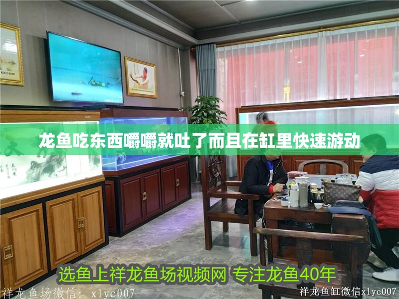 龍魚吃東西嚼嚼就吐了而且在缸里快速游動