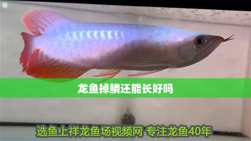 龍魚掉鱗還能長好嗎