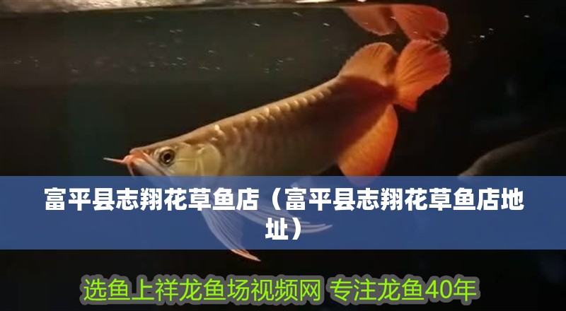 <strong><mark>富平</mark></strong>縣志翔花草魚店（<strong><mark>富平</mark></strong>縣志翔花草魚店地址）