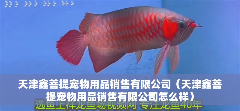 天津鑫菩提寵物用品銷售有限公司（天津鑫菩提寵物用品銷售有限公司怎么樣）