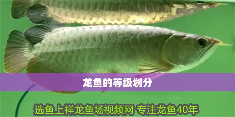 龍魚的等級劃分 龍魚百科 第2張 龍魚的等級劃分 龍魚的等級劃分 龍魚百科 第2張