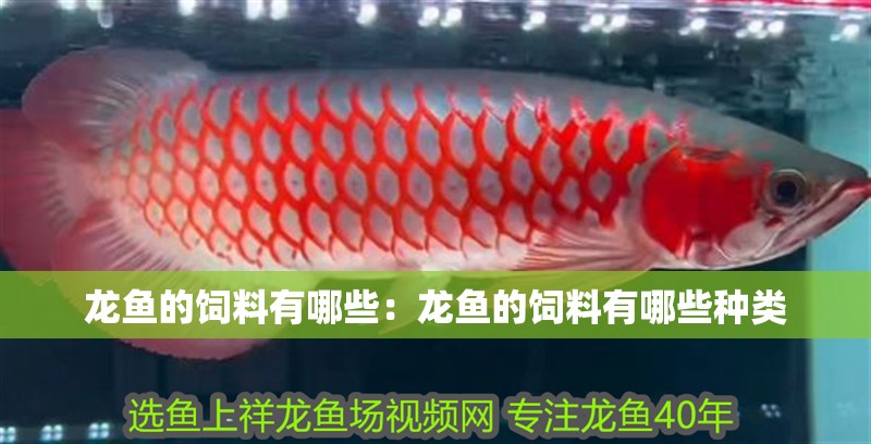 龍魚的飼料有哪些：龍魚的飼料有哪些種類