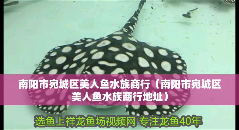 南陽市宛城區(qū)美人魚水族商行（南陽市宛城區(qū)美人魚水族商行地址） 南陽市宛城區(qū)美人魚水族商行（南陽市宛城區(qū)美人魚水族商行地址） 全國水族館企業(yè)名錄 第2張