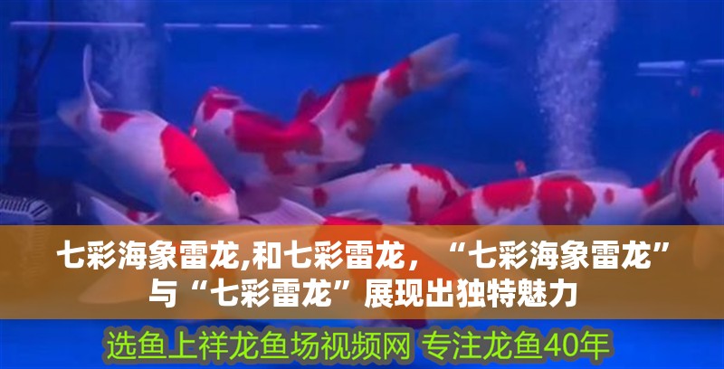 七彩海象雷龍,和七彩雷龍，“七彩海象雷龍”與“七彩雷龍”展現(xiàn)出獨(dú)特魅力