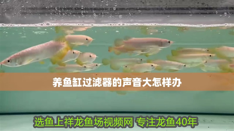 養魚缸過濾器的聲音大怎樣辦