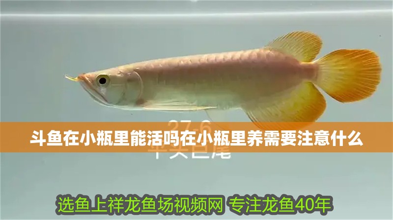 斗魚(yú)在小瓶里能活嗎在小瓶里養(yǎng)需要注意什么