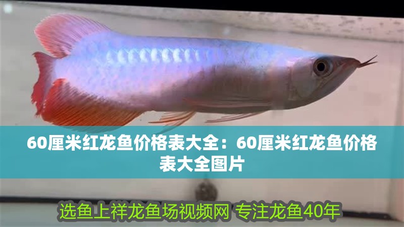 60厘米紅龍魚價(jià)格表大全：60厘米紅龍魚價(jià)格表大全圖片