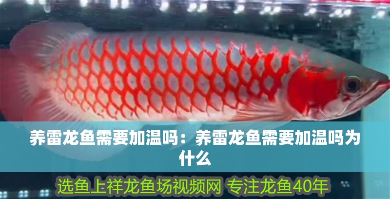 養(yǎng)雷龍魚(yú)需要加溫嗎：養(yǎng)雷龍魚(yú)需要加溫嗎為什么