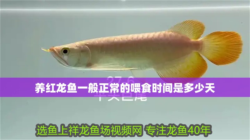 養紅龍魚一般正常的喂食時間是多少天