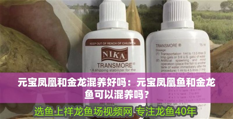 元寶鳳凰和金龍混養好嗎：元寶鳳凰魚和金龍魚可以混養嗎？