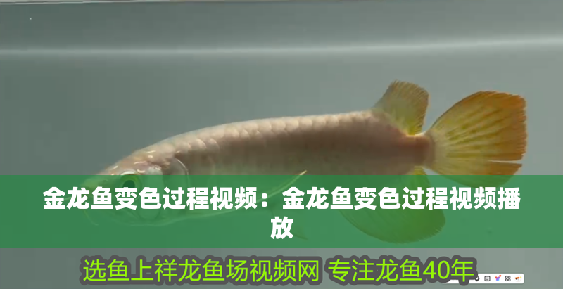 金龍魚變色過程視頻：金龍魚變色過程視頻播放 金龍魚變色過程視頻：金龍魚變色過程視頻播放 水族問答
