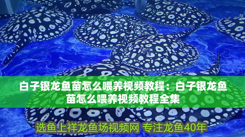 白子銀龍魚苗怎么喂養視頻教程：白子銀龍魚苗怎么喂養視頻教程全集