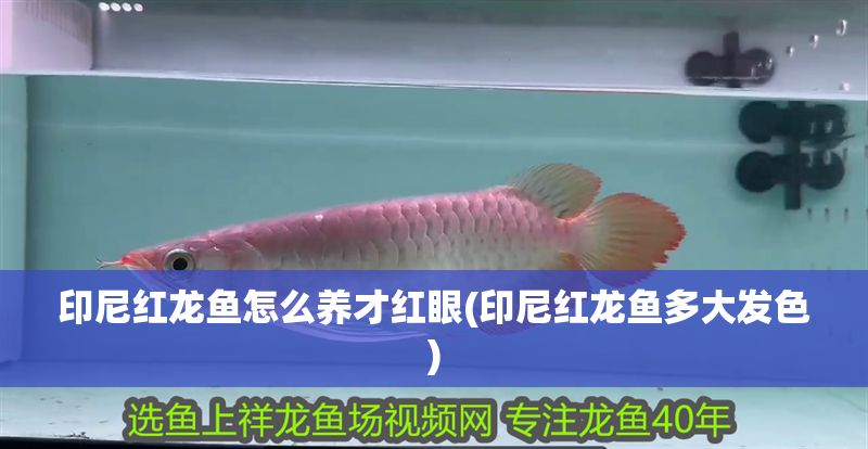 印尼紅龍魚怎么養才紅眼(印尼紅龍魚多大發色) 印尼紅龍魚怎么養才紅眼(印尼紅龍魚多大發色) 紅龍魚百科 第1張