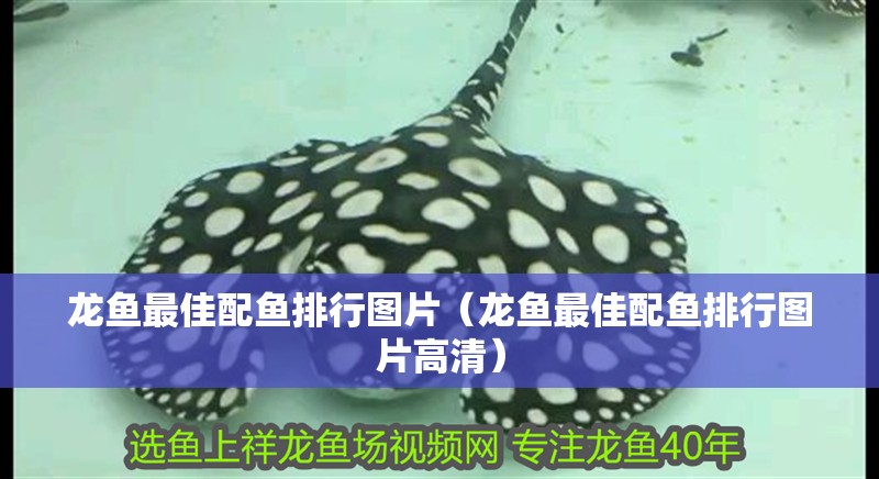 龍魚(yú)干蝦有營(yíng)養(yǎng)嗎 龍魚(yú)最佳配魚(yú)排行圖片(龍魚(yú)最佳配魚(yú)排行圖片高清) 觀賞魚(yú)百科 龍魚(yú)最佳配魚(yú)排行圖片(龍魚(yú)最佳配魚(yú)排行圖片高清) 龍魚(yú)最佳配魚(yú)排行圖片(龍魚(yú)最佳配魚(yú)排行圖片高清) 觀賞魚(yú)百科