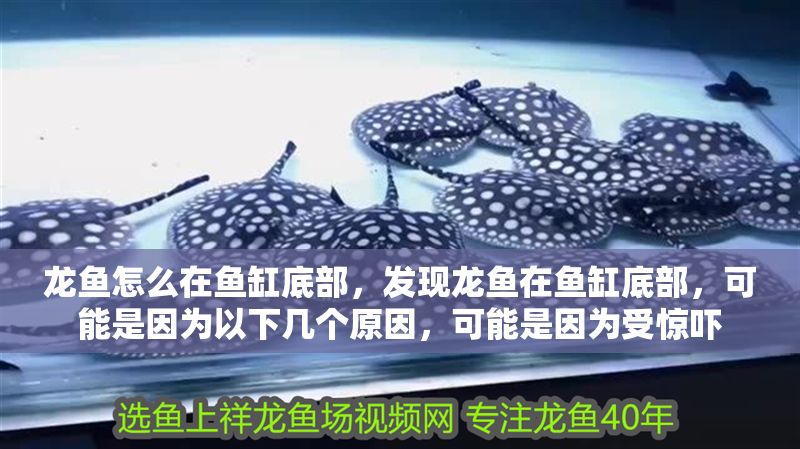 龍魚怎么在魚缸底部，發(fā)現(xiàn)龍魚在魚缸底部，可能是因為以下幾個原因，可能是因為受驚嚇 龍魚怎么在魚缸底部，發(fā)現(xiàn)龍魚在魚缸底部，可能是因為以下幾個原因，可能是因為受驚嚇 魚缸百科 第1張