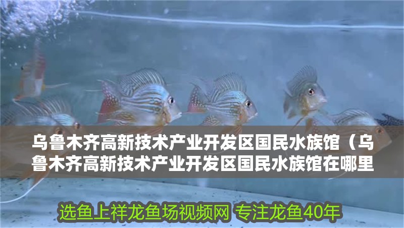 烏魯木齊高新技術產業開發區國民水族館（烏魯木齊高新技術產業開發區國民水族館在哪里） 烏魯木齊高新技術產業開發區國民水族館（烏魯木齊高新技術產業開發區國民水族館在哪里） 全國水族館企業名錄 第2張