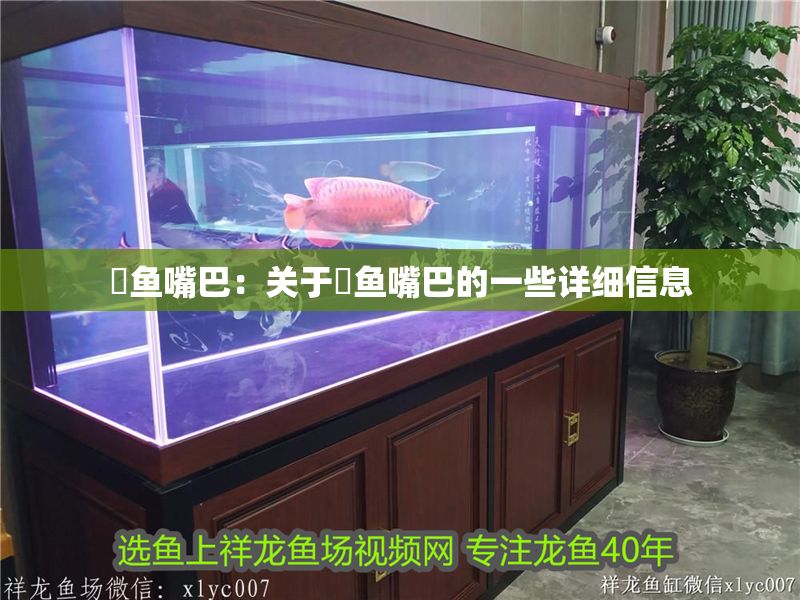 魟魚嘴巴：關于魟魚嘴巴的一些詳細信息