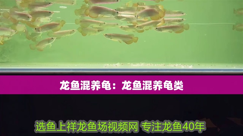 龍魚混養(yǎng)龜：龍魚混養(yǎng)龜類