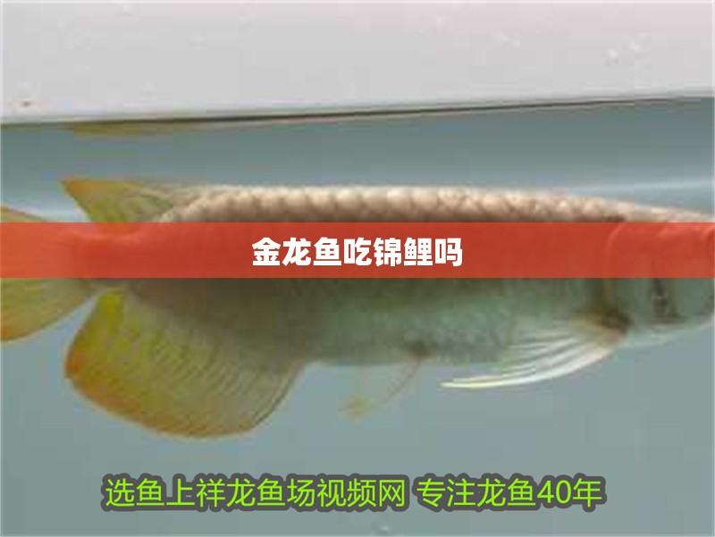 金龍魚吃錦鯉嗎