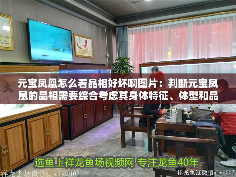 元寶鳳凰怎么看品相好壞啊圖片：判斷元寶鳳凰的品相需要綜合考慮其身體特征、體型和品種來源 元寶鳳凰怎么看品相好壞啊圖片：判斷元寶鳳凰的品相需要綜合考慮其身體特征、體型和品種來源 元寶鳳凰魚百科 第2張