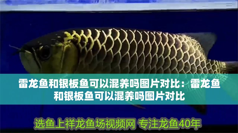 雷龍魚和銀板魚可以混養(yǎng)嗎圖片對比：雷龍魚和銀板魚可以混養(yǎng)嗎圖片對比 雷龍魚和銀板魚可以混養(yǎng)嗎圖片對比：雷龍魚和銀板魚可以混養(yǎng)嗎圖片對比 水族問答