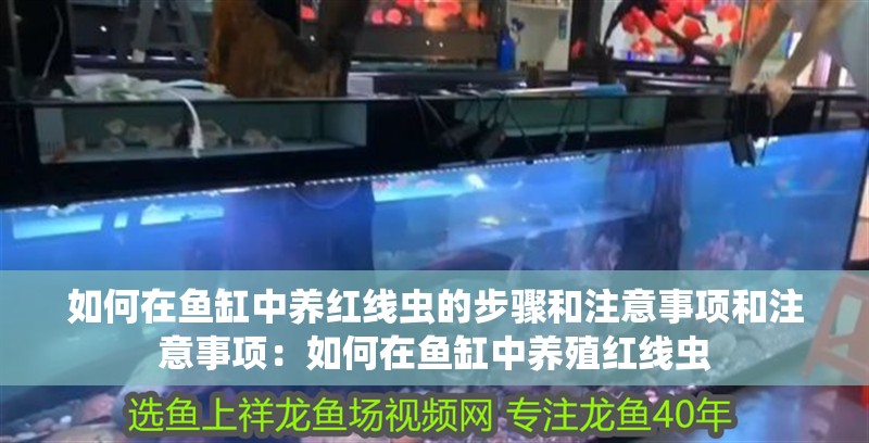 如何在魚缸中養紅線蟲的步驟和注意事項和注意事項：如何在魚缸中養殖紅線蟲
