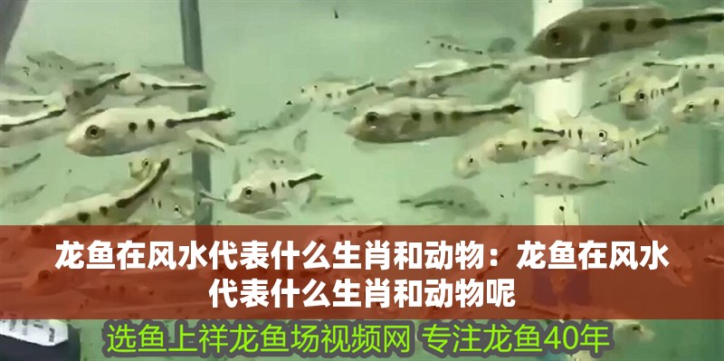 龍魚在風水代表什么生肖和動物：龍魚在風水代表什么生肖和動物呢