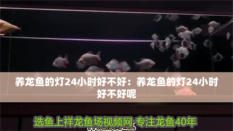 養(yǎng)龍魚的燈24小時好不好：養(yǎng)龍魚的燈24小時好不好呢