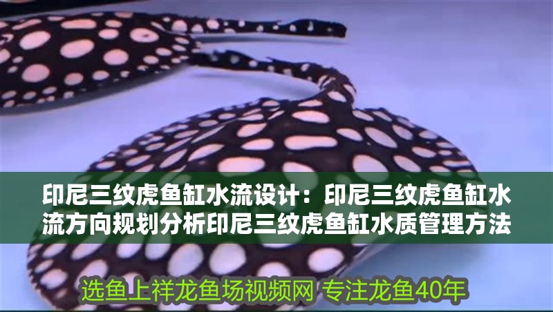 印尼三紋虎魚缸水流設計：印尼三紋虎魚缸水流方向規劃分析印尼三紋虎魚缸水質管理方法