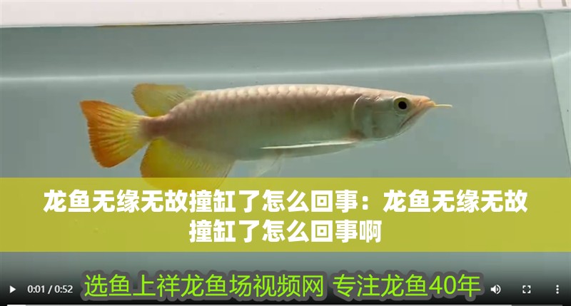 龍魚無緣無故撞缸了怎么回事:龍魚無緣無故撞缸了怎么回事啊 水族問答 龍魚無緣無故撞缸了怎么回事:龍魚無緣無故撞缸了怎么回事啊 龍魚無緣無故撞缸了怎么回事:龍魚無緣無故撞缸了怎么回事啊 水族問答