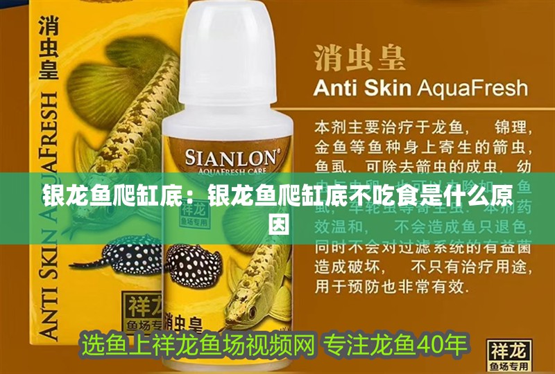 銀龍魚爬缸底：銀龍魚爬缸底不吃食是什么原因