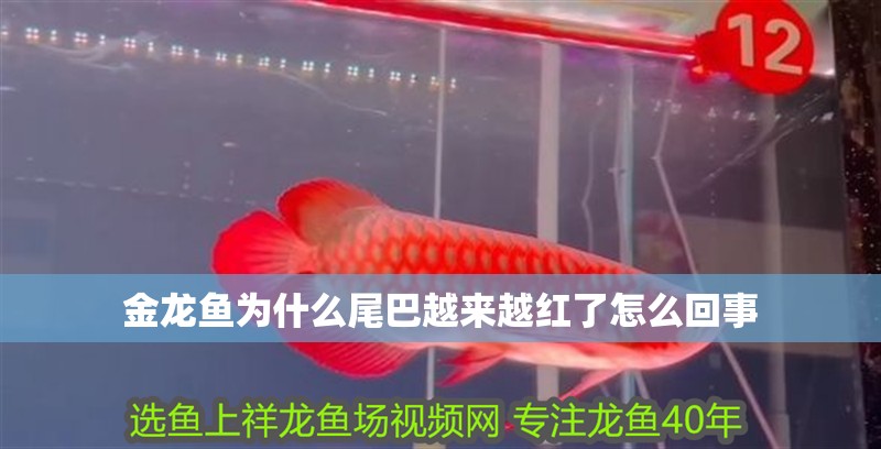 金龍魚為什么尾巴越來越紅了怎么回事 龍魚百科 第3張 金龍魚為什么尾巴越來越紅了怎么回事 金龍魚為什么尾巴越來越紅了怎么回事 龍魚百科 第3張