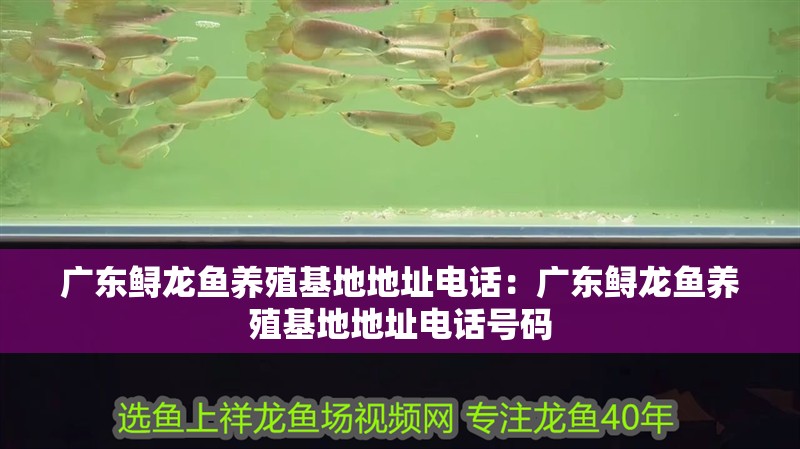廣東鱘龍魚養殖基地地址電話：廣東鱘龍魚養殖基地地址電話號碼 廣東鱘龍魚養殖基地地址電話：廣東鱘龍魚養殖基地地址電話號碼 水族問答
