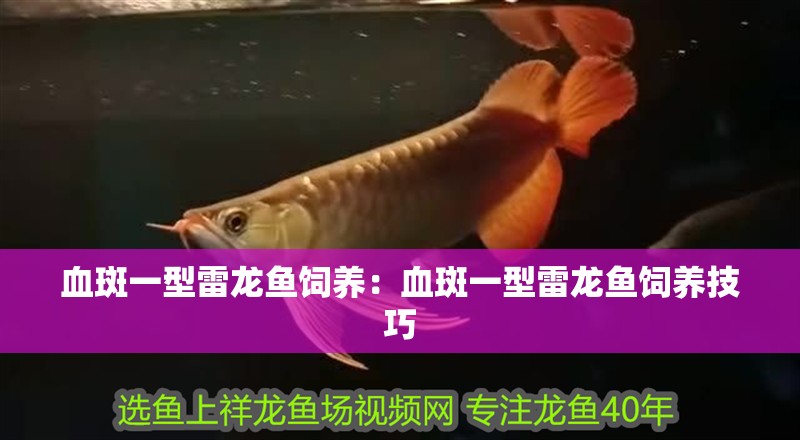 血斑一型雷龍魚飼養(yǎng)：血斑一型雷龍魚飼養(yǎng)技巧