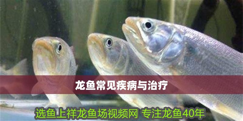 龍魚常見疾病與治療