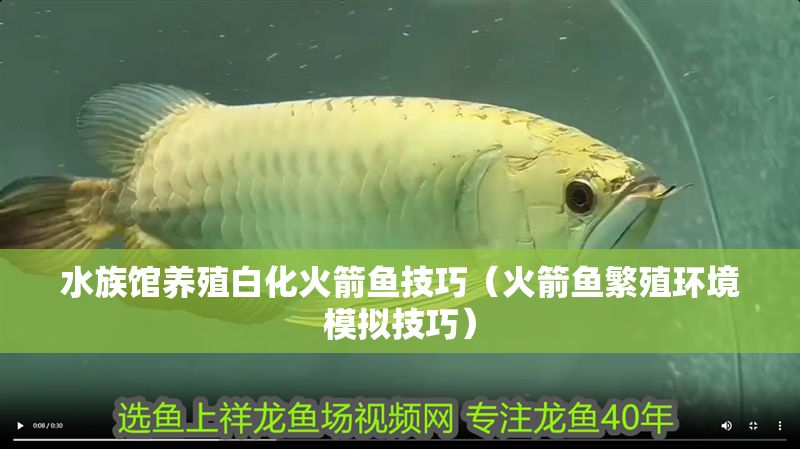 水族館養殖白化火箭魚技巧（火箭魚繁殖環境模擬技巧）