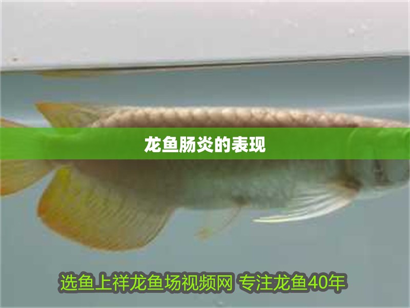 龍魚腸炎的表現