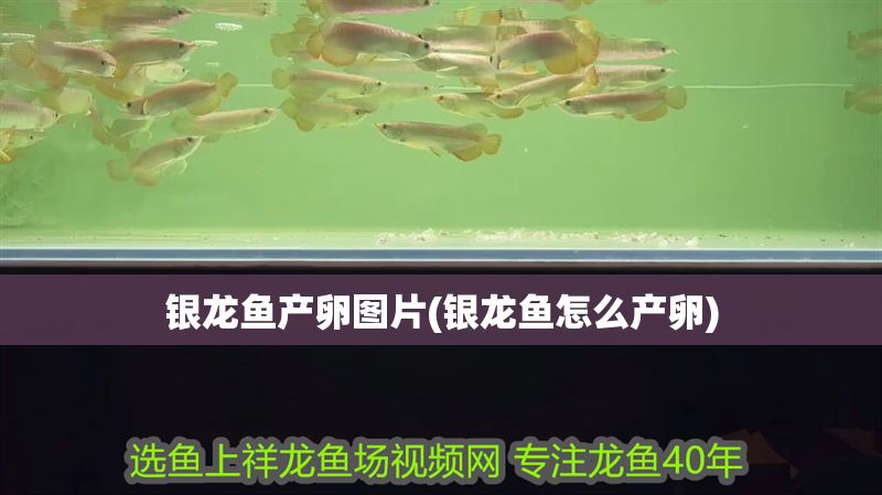 銀龍魚產卵圖片(銀龍魚怎么產卵) 銀龍魚產卵圖片(銀龍魚怎么產卵) 銀龍魚百科 第1張