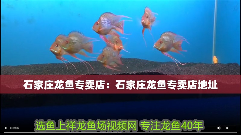 石家莊龍魚專賣店：石家莊龍魚專賣店地址
