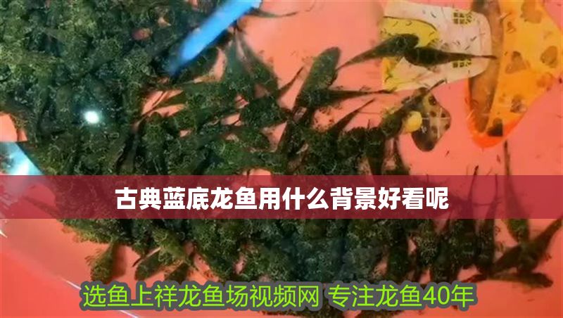 古典藍底龍魚用什么背景好看呢